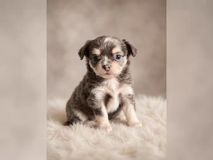 Gesunde und verspielte Chihuahua-Welpen abzugeben, Wenn Sie einen kleinen Hund mit großem Charakter 