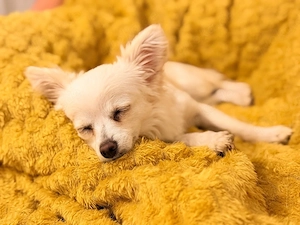 Chihuahua Hündin 
