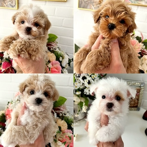 Zuckersüße, kleinbleibende Maltipoo-Welpen