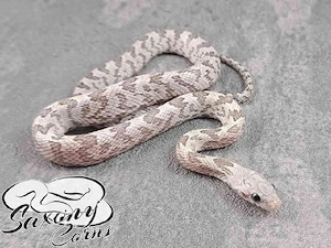 Kornnatter 0.1 Shatter Bloodred ph Hypo Lava Striped 