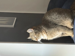 BKH Katzen zu verkaufen 