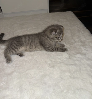 Liebevolles Zuhause für unsere BKH-Mix Katze gesucht 