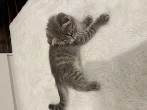  Britisch Kurzhaar (BKH) Katze sucht ein liebevolles Zuhause 