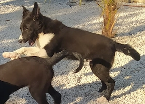 Großer Hund Rüde 5 MON 15 kg 40 cm ausreisebereit nach Adoption 