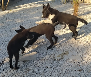 Großer Hund Rüde 7Mon 18kg 47cm ausreisebereit nach Adoption  Bild 3