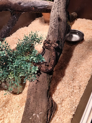 Boa constrictor Nachzucht 