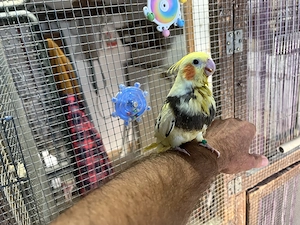 Nymphensittich HAHN .