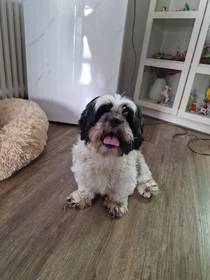 Shih-tzu Weibchen 2,5 Jahre 