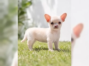    Mit großer Freude suchen unsere wunderschönen Chihuahua-Welpen ein liebevolles und