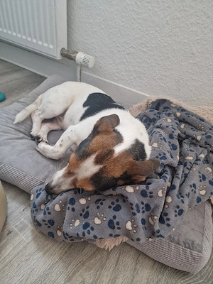 Rocky Hund
