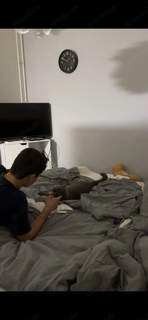 liebevoller BKH Kater 