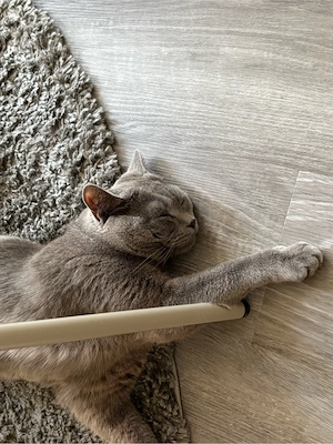 liebevoller BKH Kater 