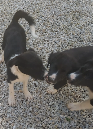 Großer Hund Rüde 7Mon 18kg 47cm ausreisebereit nach Adoption  Bild 9