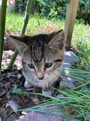  junge Katzen abzugeben