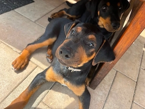 Heideterrier