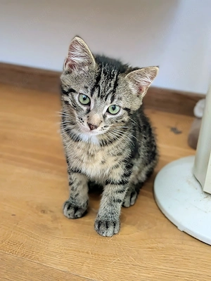 Sehr verschmuster , menschenbezogener Kater Abgabe Langhaar Mix 