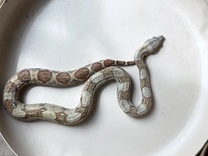 Boa c. Imperator Mix  Baby abzugeben 