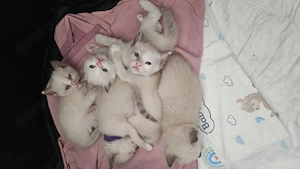 Wunderschöne Siam Kitten 