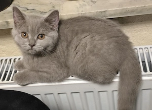 BKH Kitten  Chocolate  Lilac 