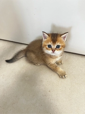 Kleiner Kater tu verkaufen