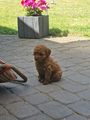 Toypudel Welpen suchen Familie 
