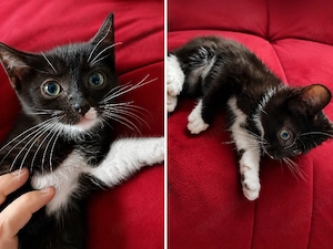katzen baby abzugeben 