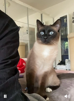 Siam   Heilige Birma mix Kater 