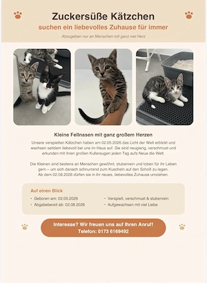 europäisch kurzhaar kitten