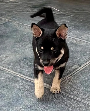 Pomsky Mix Rüde