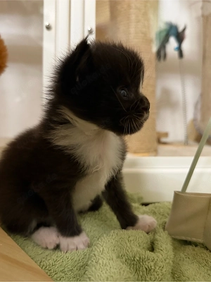   maine coon kitten 