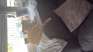 2 Kater in gute Häbde abzugeben 