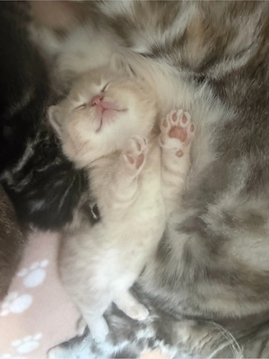 BKH Kitten  