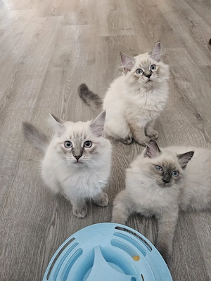3 wunderschöne Ragdoll Kitten abgabebereit 