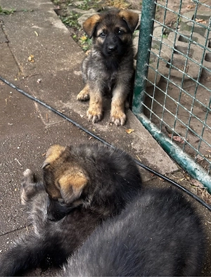 Schäferhund Welpen 