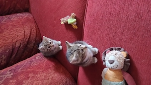 2 bildhübsche Katzenmädchen 
