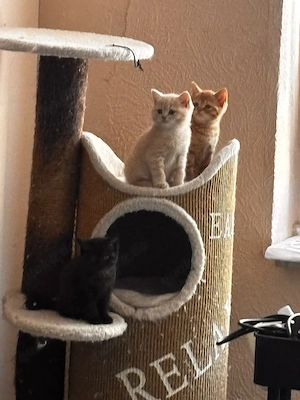 2 süß Kitten 