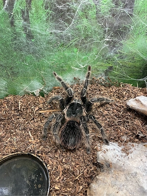 Lasiodora Parahybana 0.1