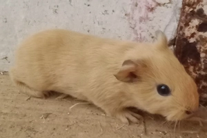 Zuckersüßer Meerschweinchen Nachwuchs 