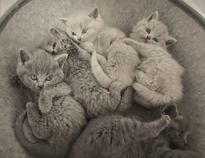 BKH Britischkurzhaar Kitten Kätzchen lilac blue 