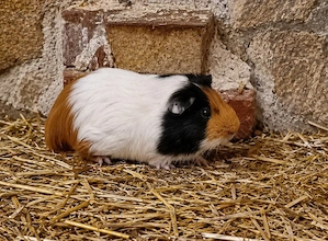 Decktaxe Meerschweinchen 