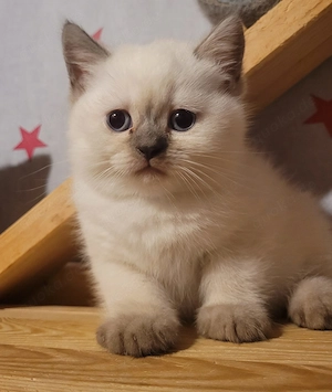 Colorpoint und Blau wunderschöne BKH Kitten