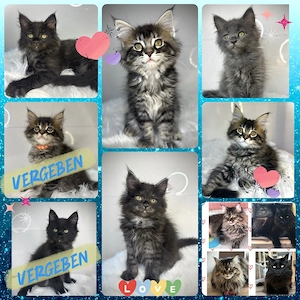 Zauberhafte reinrassige Maine Coon Kitten