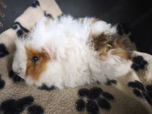 Männchen sehr süße Meerschweinchen Babys 
