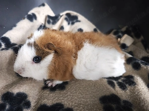 Männchen sehr süße Meerschweinchen Babys 