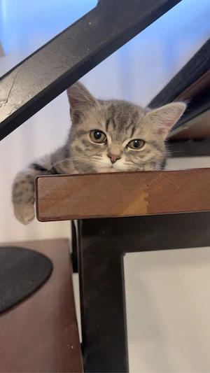 Deckkater bkh 