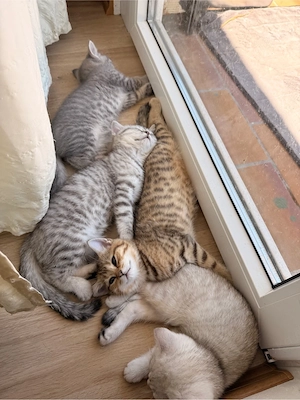 BKH Kitten Abgabebereit