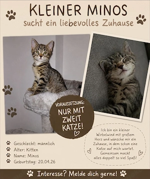Kater 12 Wochen sucht ein liebevolles Zuhause für immer.