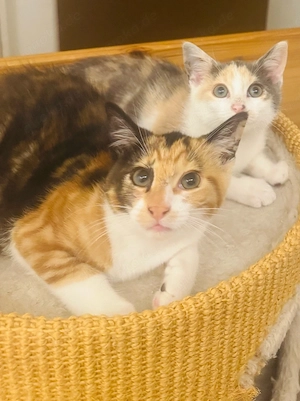 katzen babys kitten suchen ein zuhause