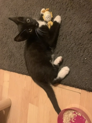 12 Wochen alte Kitten 