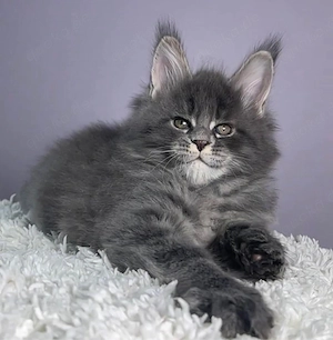 Gut sozialisierter und liebevoller Maine Coon Boy